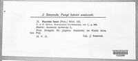 Puccinia fusca image